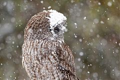 Great Gray Owl