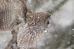 Great Gray Owl