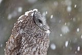 Great Gray Owl