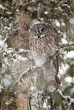 Great Gray Owl