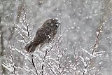 Great Gray Owl