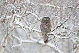 Great Gray Owl