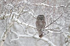 Great Gray Owl