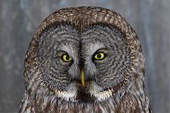 Great Gray Owl