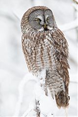 Great Gray Owl