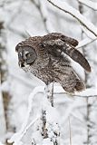 Great Gray Owl