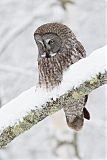 Great Gray Owl