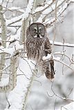 Great Gray Owl