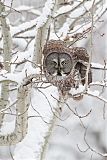 Great Gray Owl