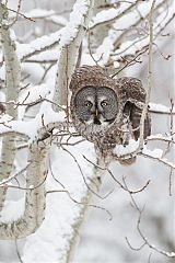 Great Gray Owl