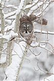 Great Gray Owl