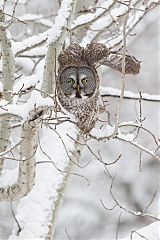 Great Gray Owl