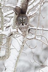 Great Gray Owl