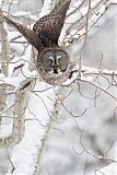 Great Gray Owlborder=