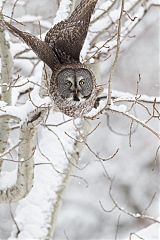 Great Gray Owl