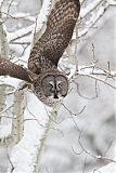 Great Gray Owl