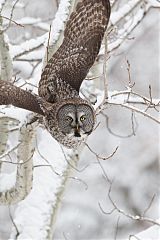 Great Gray Owl