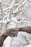 Great Gray Owl