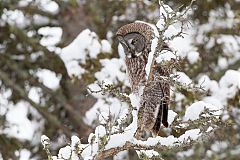 Great Gray Owl