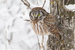 Boreal Owl