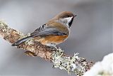 Boreal Chickadee