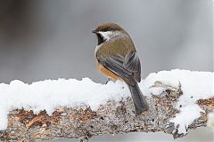 Boreal Chickadee