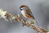 Boreal Chickadee