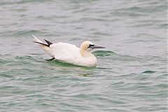 Northern Gannet