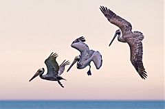 Brown Pelican