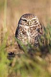 Burrowing Owl