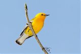 Prothonotary Warbler