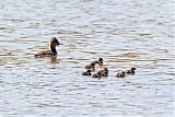 Hooded Merganser