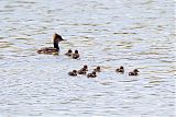 Hooded Merganser