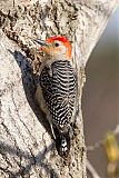 Red-bellied Woodpecker