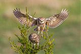 Burrowing Owl