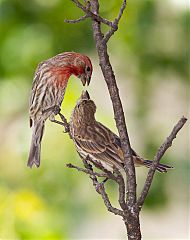 House Finch