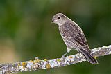 Brown-headed Cowbird