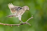 Brown-headed Cowbirdborder=