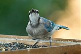 Blue Jay