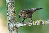 Brown-headed Cowbird