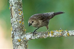 Brown-headed Cowbird