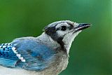 Blue Jay