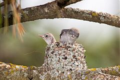 Blue-gray Gnatcatcher