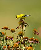 American Goldfinch