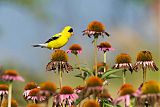 American Goldfinch