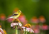 American Goldfinch