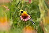 American Goldfinch