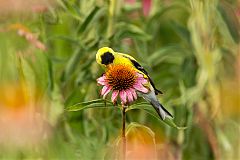 American Goldfinch