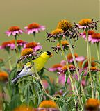 American Goldfinch