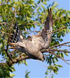 Mississippi Kite